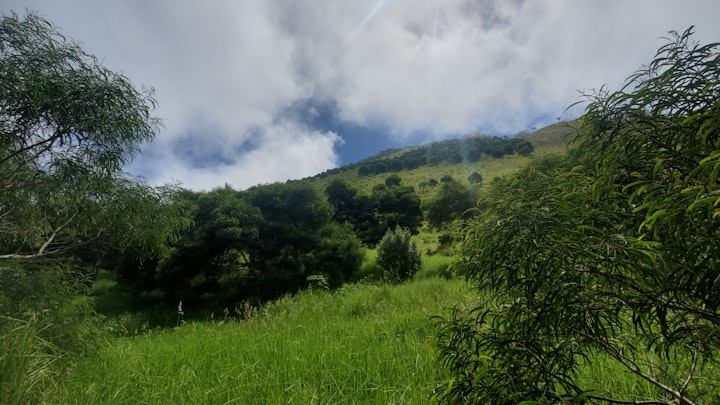 Benefits of Native Reforestation for Maui Ranches