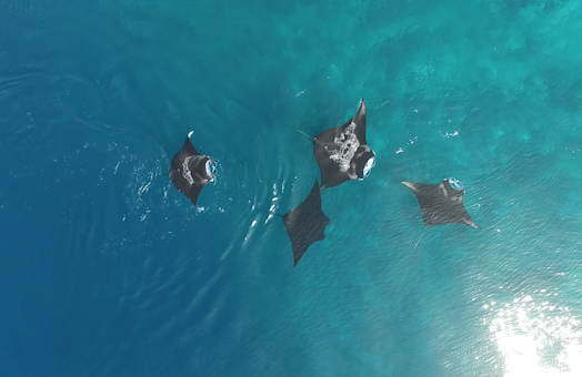 Project Image Thumbnail